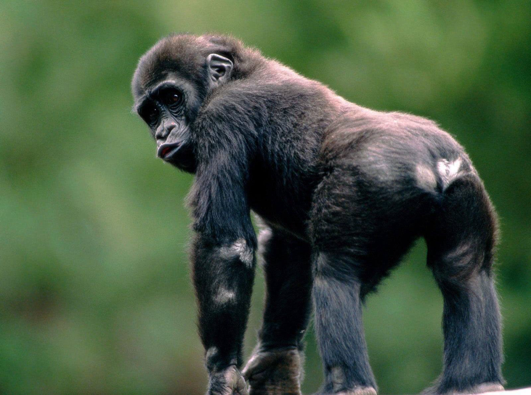 雌性母猩猩生殖器图片(撕对手皮肤) - 赤虎壹号