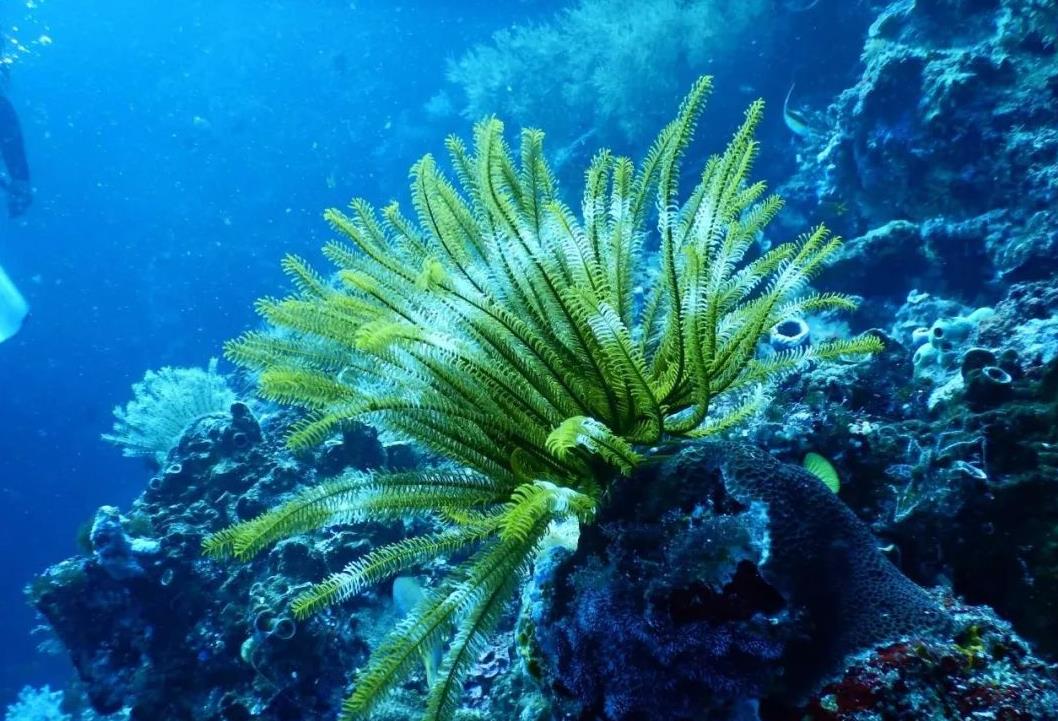 人类在深海中,发现了什么?