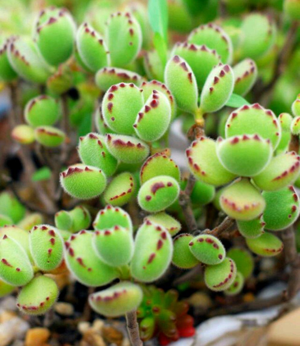 多肉植物品种大全图解(100种常见多肉图鉴)