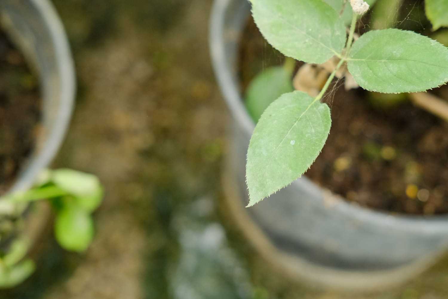 花盆一浇水就出来好多小白虫（花盆一浇水就出来好多小白虫图片）-第5张图片-科灵网