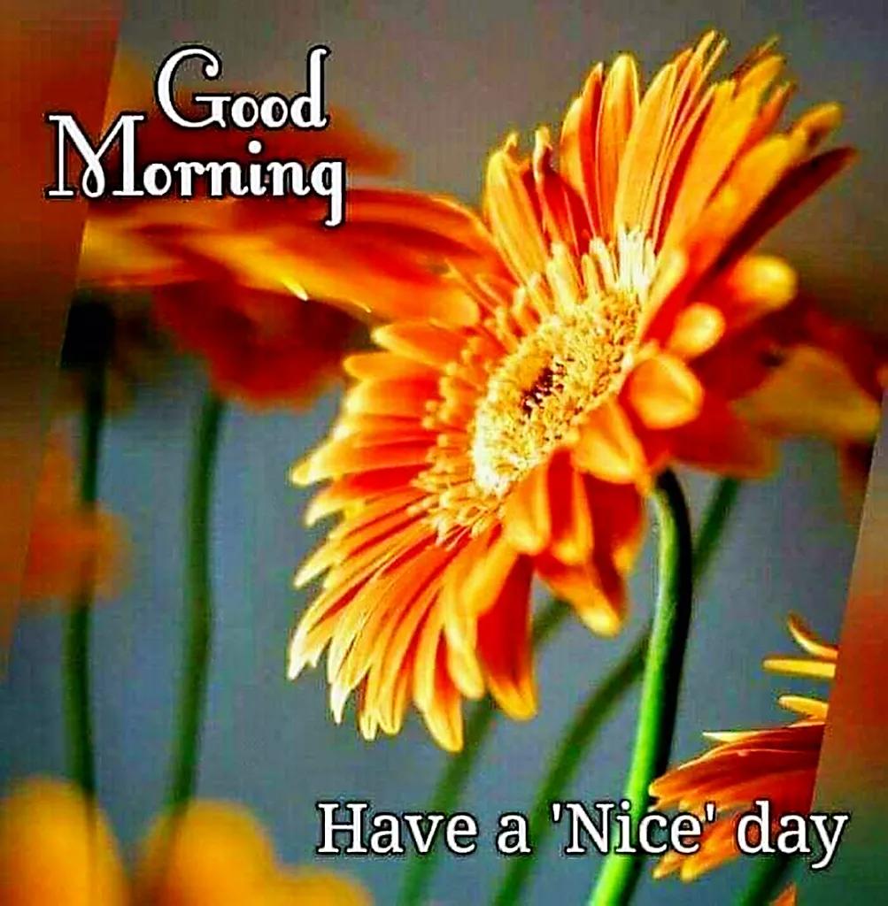 说早上好的英文句子,早上好英文句子怎么写_爱阅读