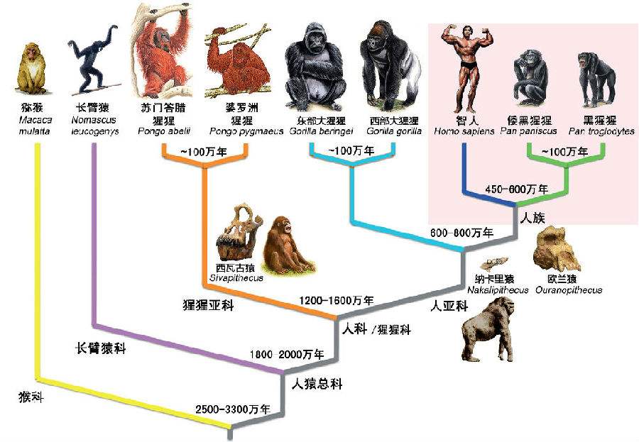 为什么上亿年的恐龙没有产生智慧，百万年的人类却产生了文明？