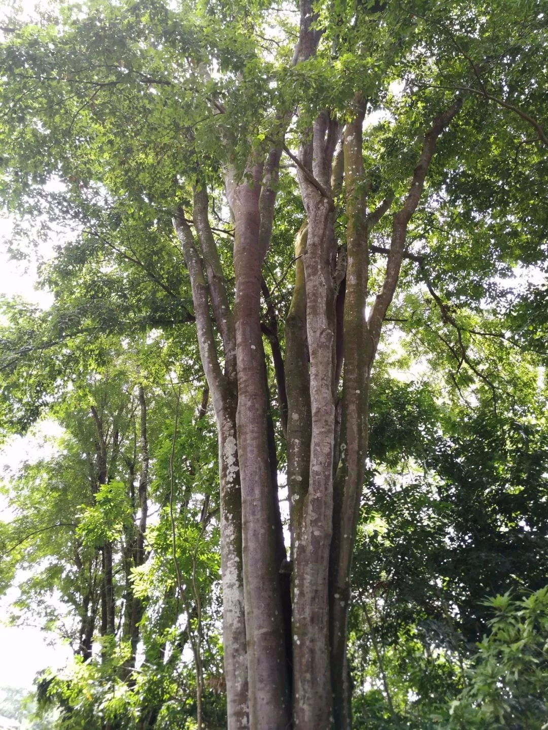 最恐怖的生物(亚马逊雨林有多恐怖？不明生物高达上万种，处处充满危机)