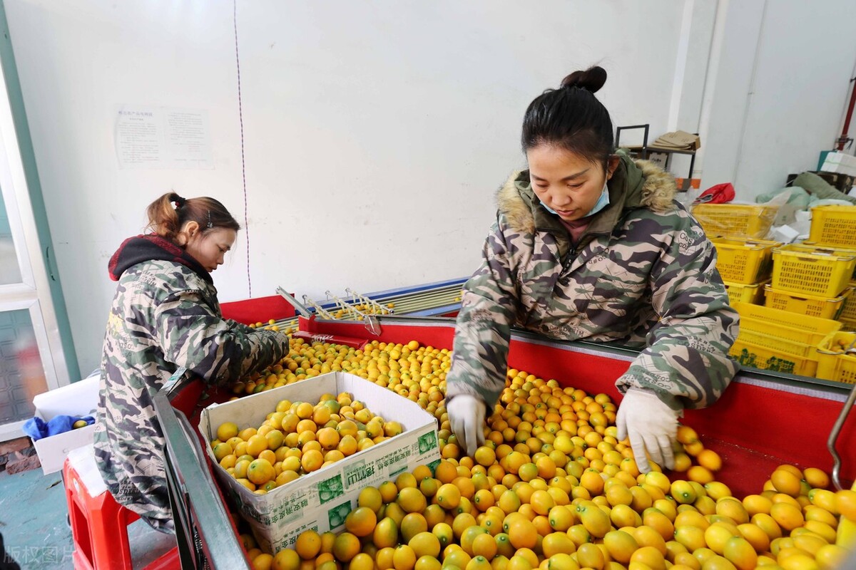 市场价降现30多元一斤车厘子，柑橘价跌草莓涨，东盟果反弹