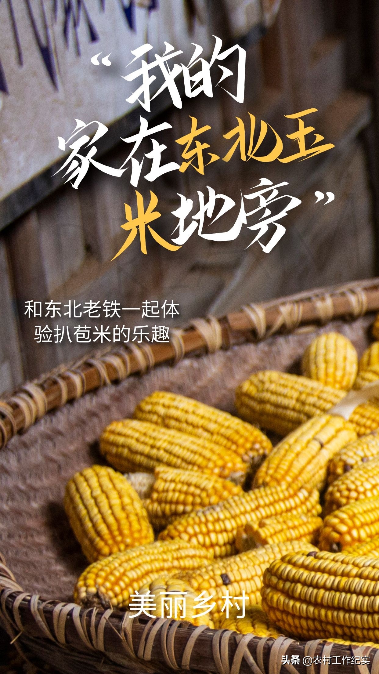 三明今日玉米价格表「今日山东玉米价格最新消息」