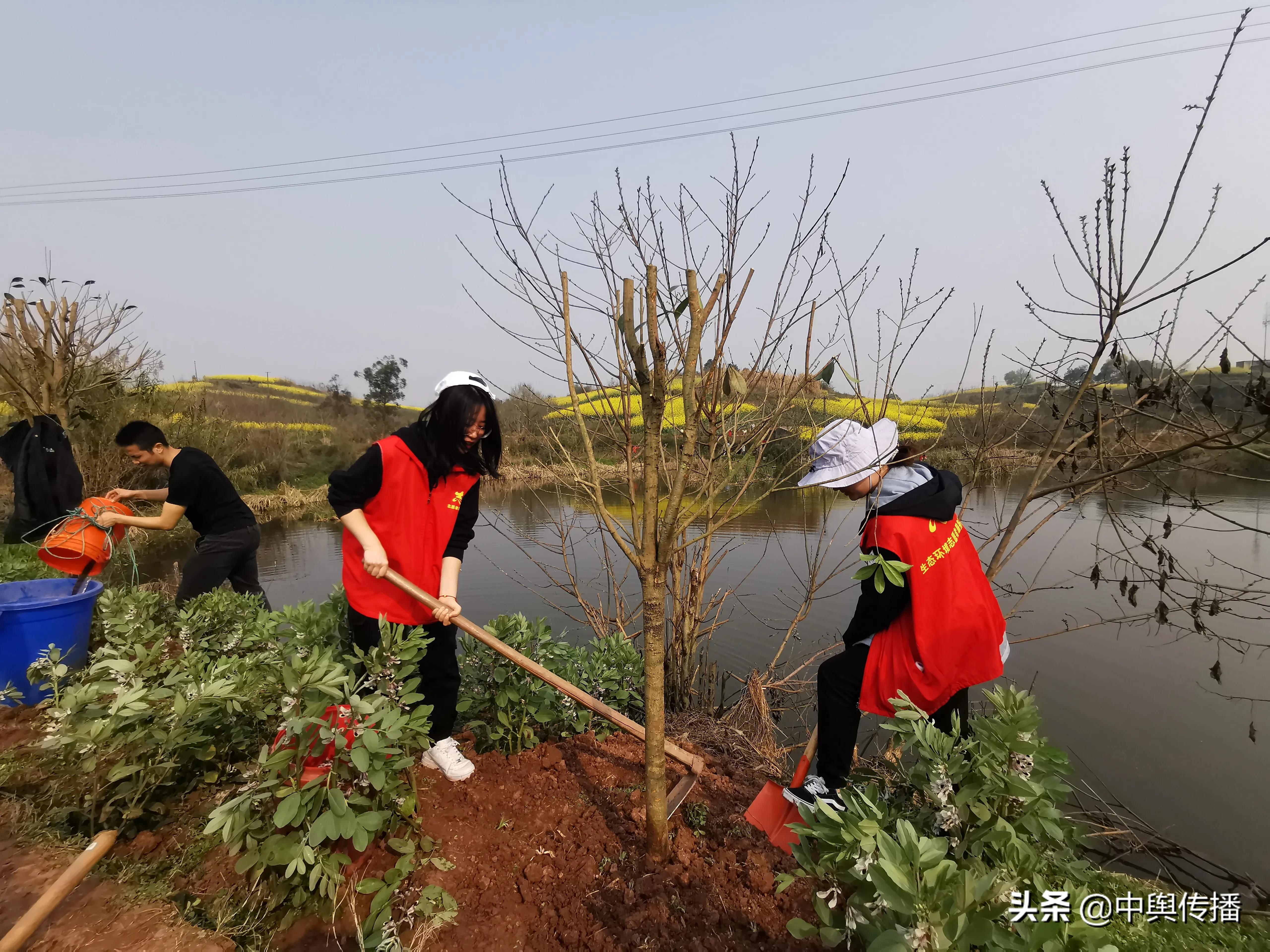 守护绿水青山 打造生态靓镇——双凤镇积极开展全民义务植树活动