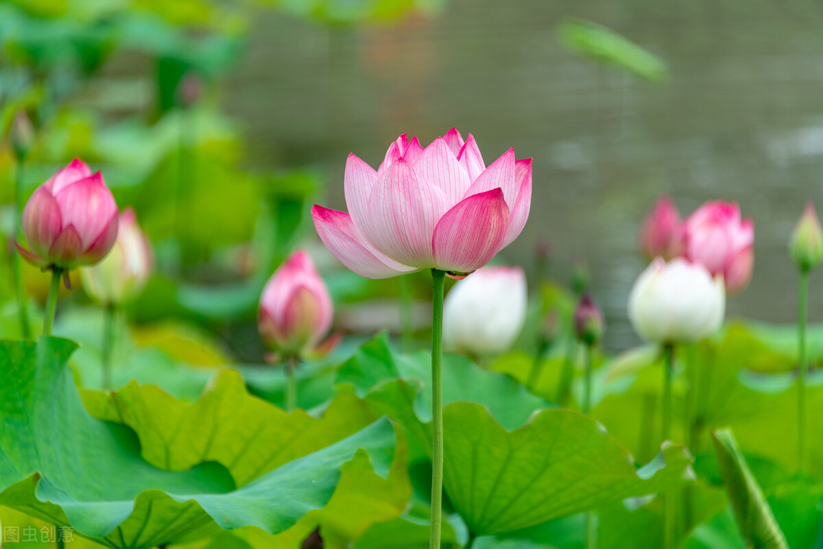 夏天大自然风景图片大全(夏天的荷花也太美了,整理了国内12个赏荷好