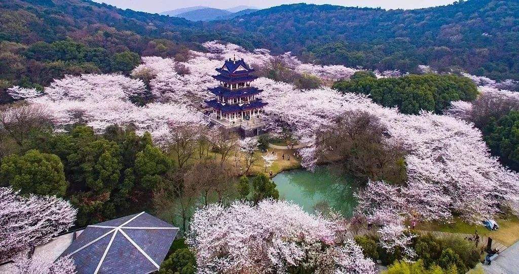 油菜花的习性（知识科普油菜花的生活习性）