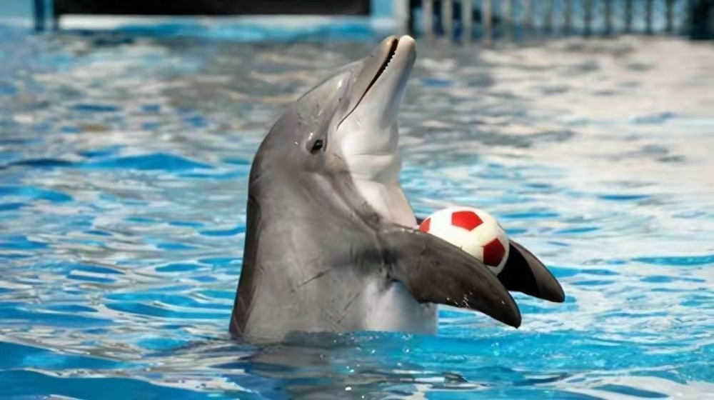 雄海豚的性格器官是怎么样的,海豚的性格器官是怎么样的