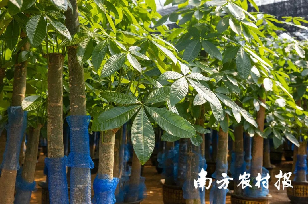 从化室内花卉哪些种类（年货推介第一弹！广东花市强势回归，哪朵花是你的最爱？（附各地市购花攻略））