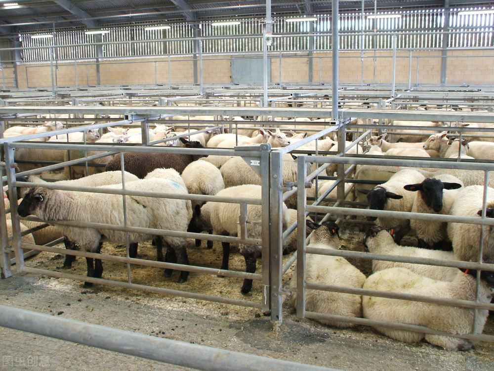 截止到10月13日，全国不同地区活羊价格汇总，仅供参考