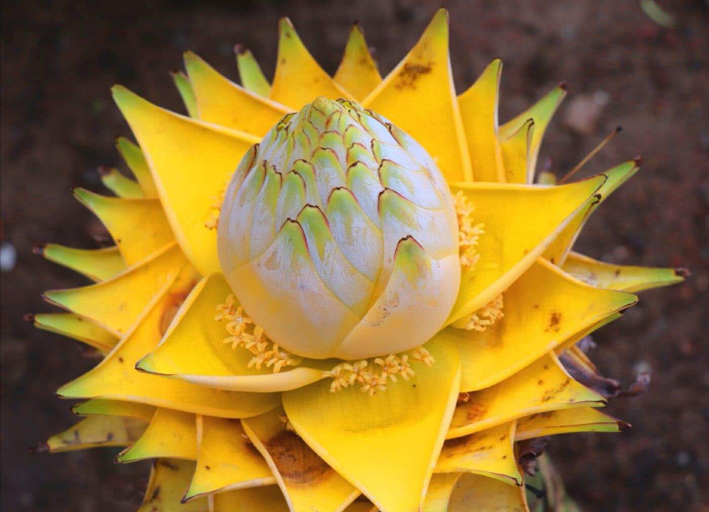 金色"大莲花",开花持续180天,这些稀有花卉,一般人都没见过