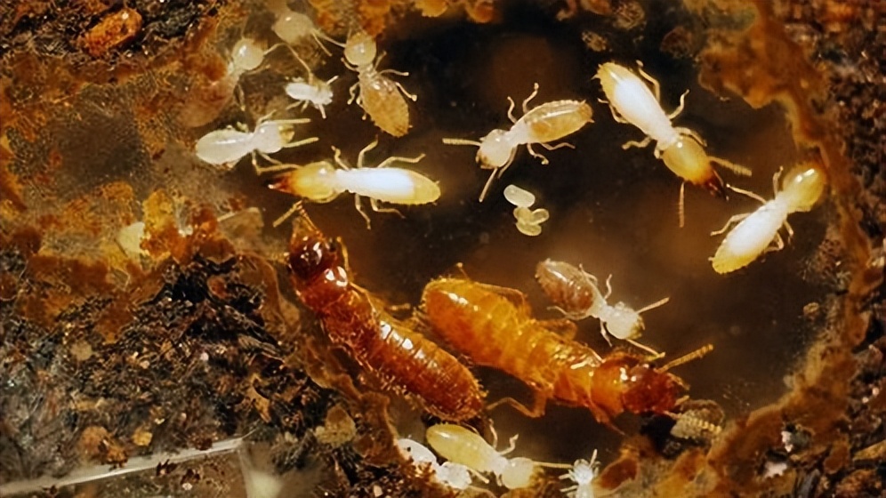 蚁后是怎么来的（蚁后为什么变成大白虫）-第10张图片