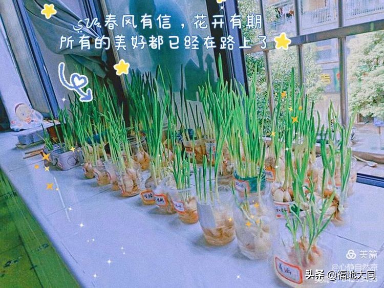 快乐种植，收获成长—大庆市大同区幼儿园水培大蒜种植记