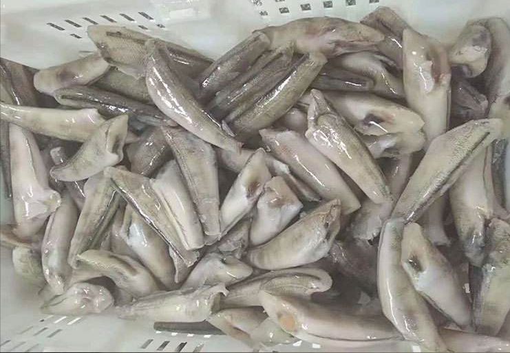 透明蝦,