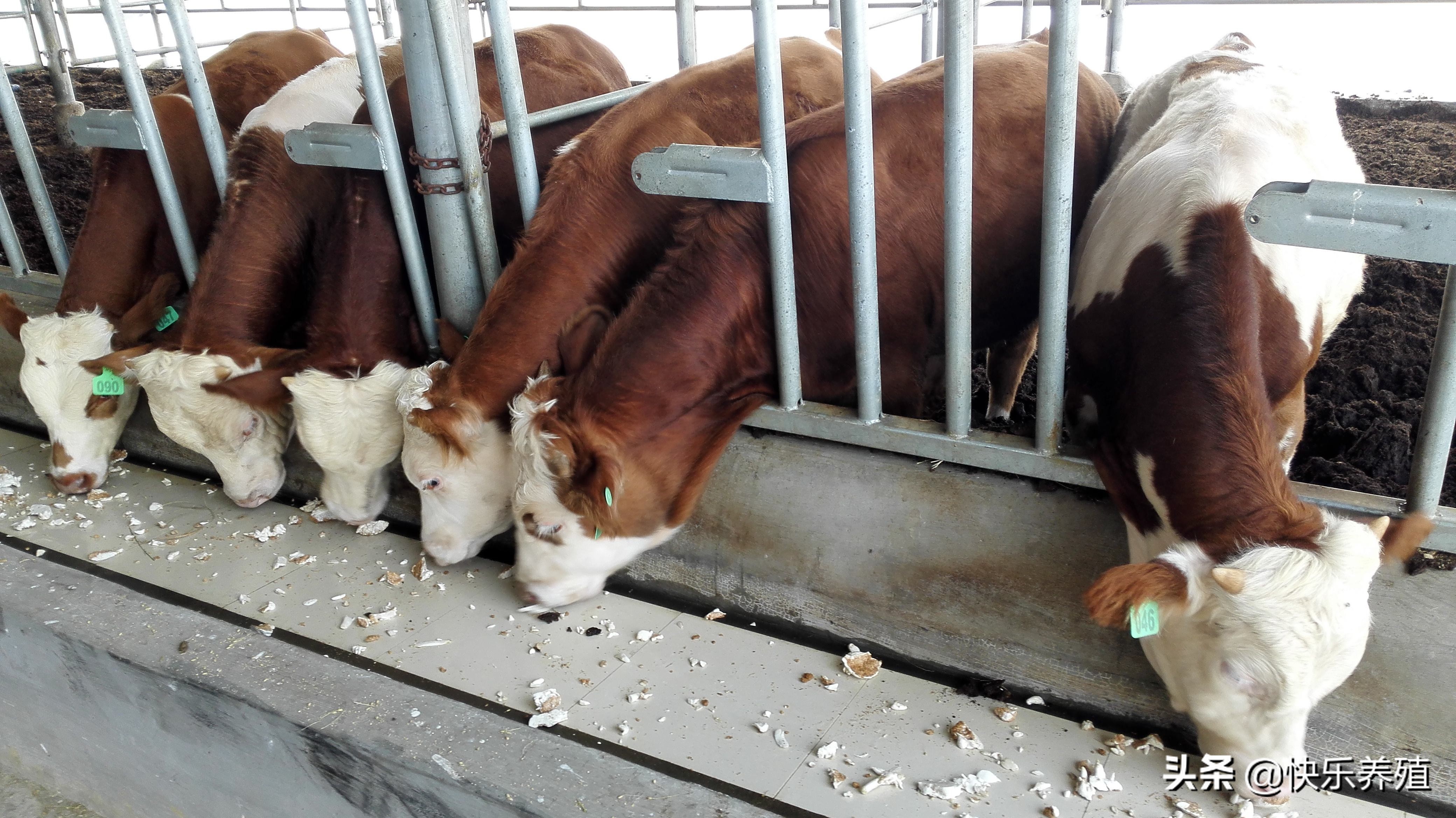 养一头1500斤重的牛，出栏后利润能有多少？