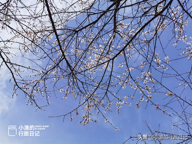 一座建在古墓上的城市，三月美成了桃花源！花开正好没门票，去浪