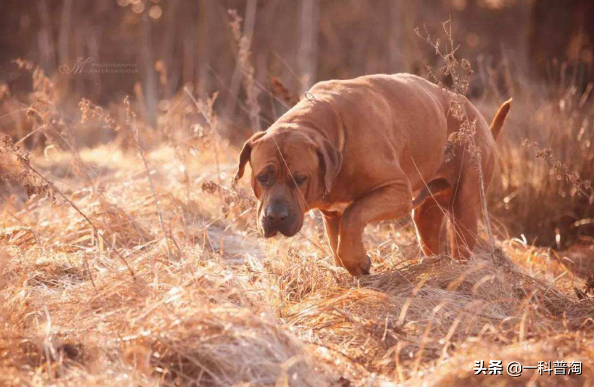 世界上最凶猛的十大恶犬，日本土佐上榜，藏獒只能屈居第二