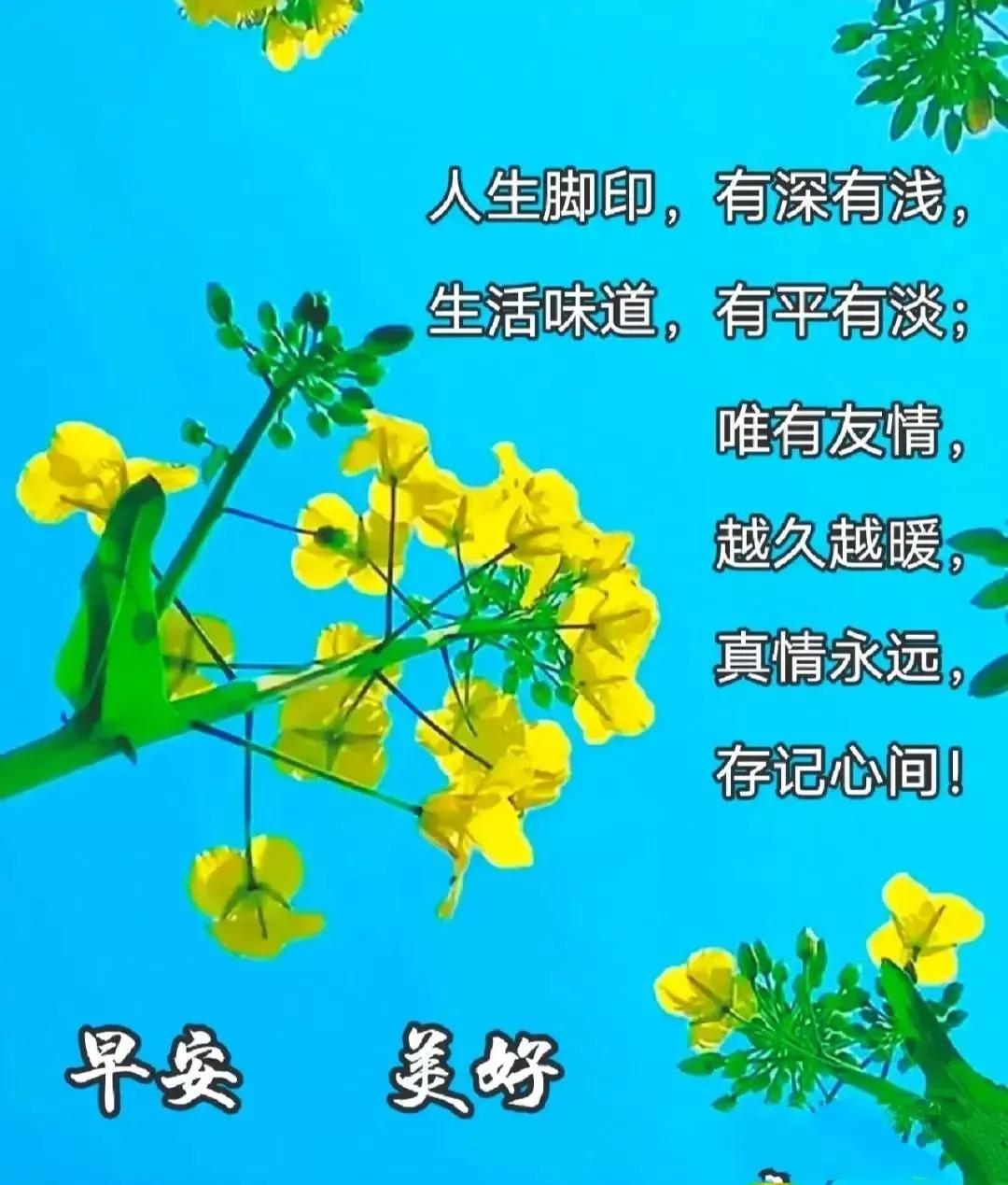 早安心语~阳光满面心情如花，笑在眉梢喜在心，怎么开心怎么生活
