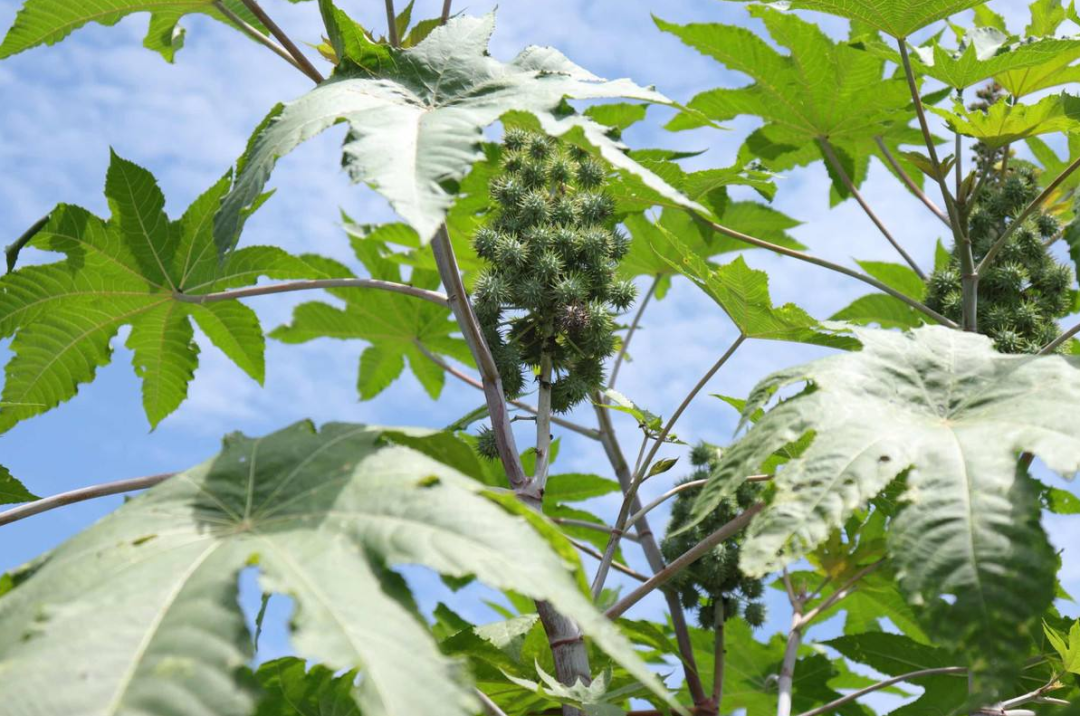 蓖麻在中國農村很常見,為什麼會被美國列為國家機密與戰略物資?