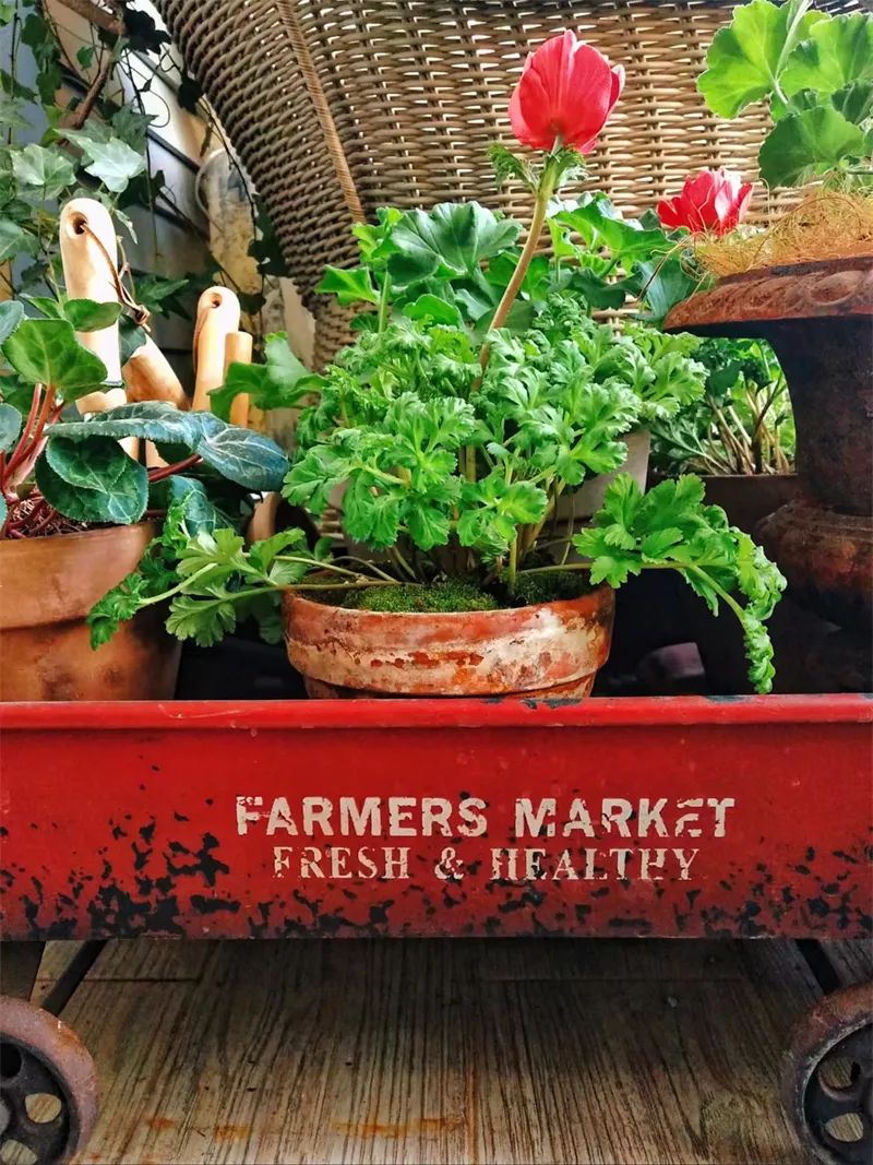 阳台花园，在这个面积不大的地方造梦，美了岁月，醉了时光