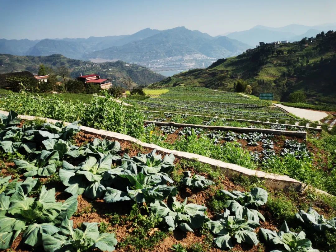 新安镇首次获得有机转换认证证书--屏山新闻网