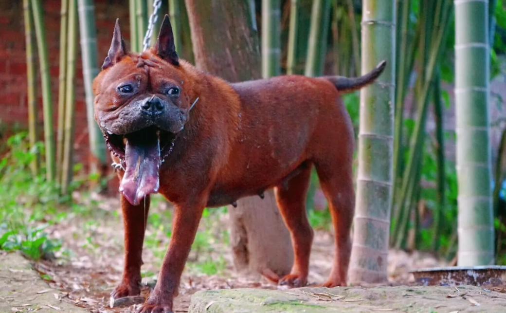 川東獵犬主要分佈在四川東部地區,性情兇猛,行動敏捷,長得並不符合大