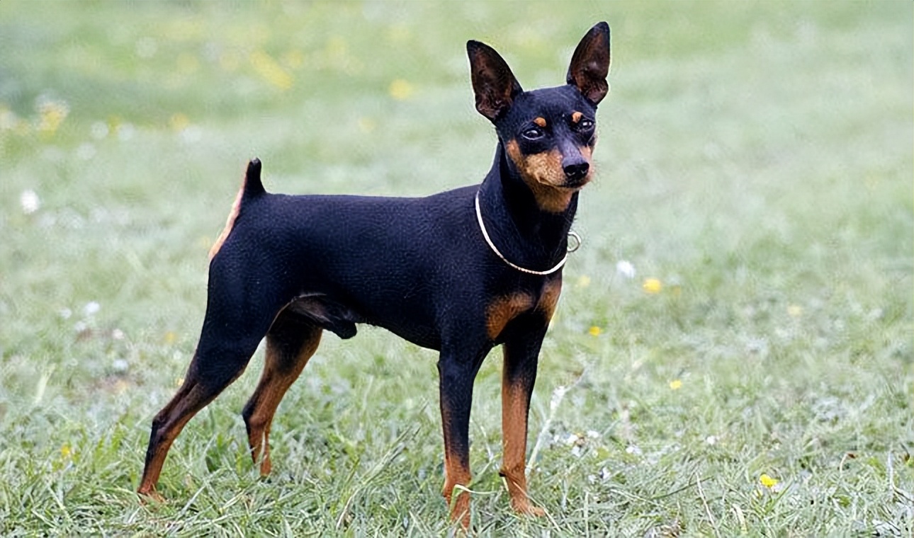 为什么"小鹿犬"越来越火?网友:养过就不想换了