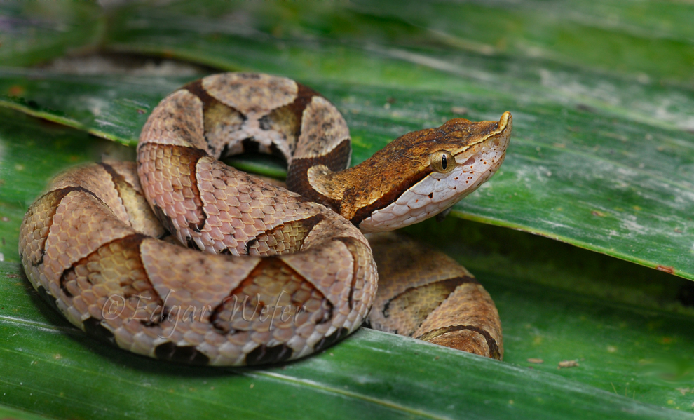 莽山烙铁头蛇 菜花蛇-大连号