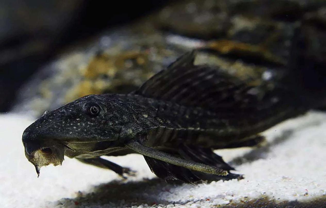 "蛇头鱼"在美国泛滥成灾,治理花费8亿美元,甚至不惜抽干湖水