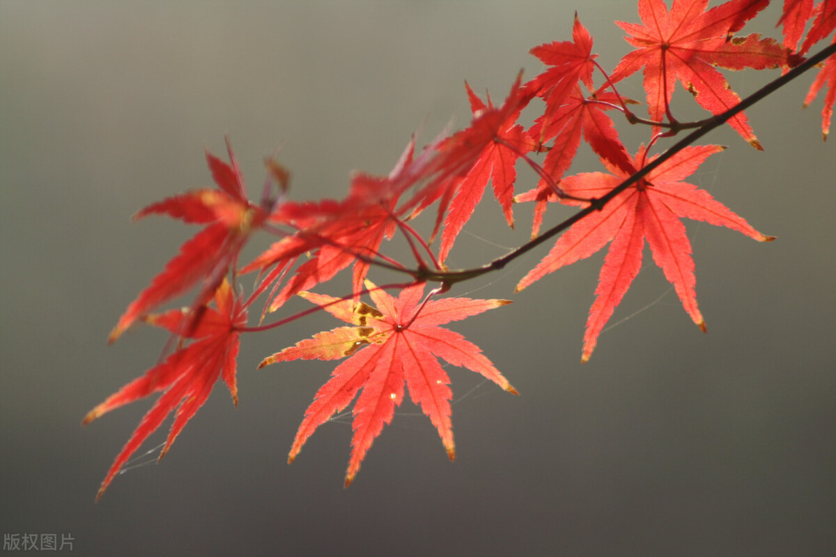 风情万种什么意思 风情万种小说温情安亦炎-朝阳百科