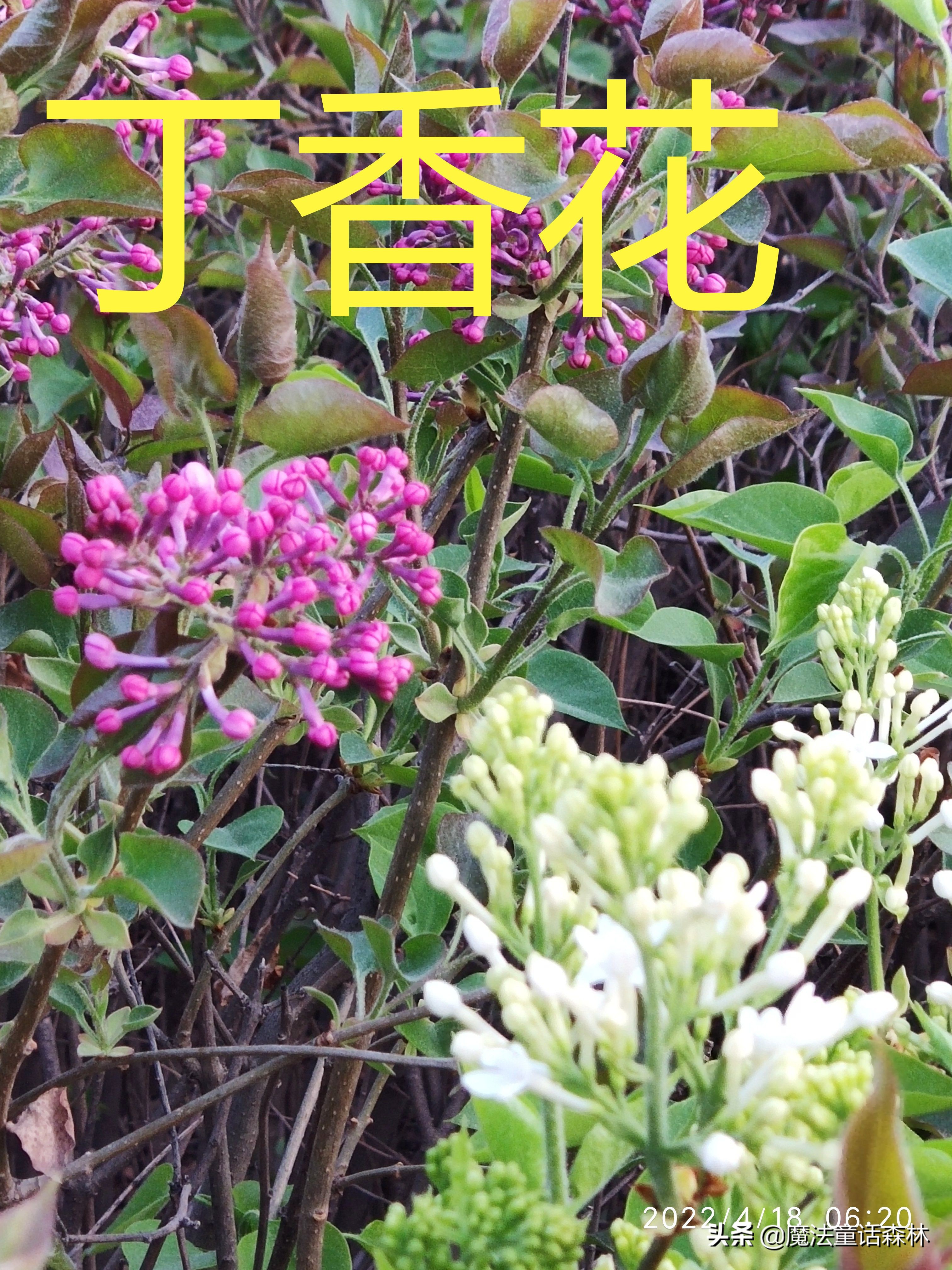 丁香花图片和介绍（丁香花的生长特点及有关诗词）