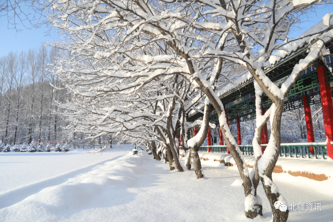 美图！三月春雪添诗意 玉树琼瑶美“出圈”