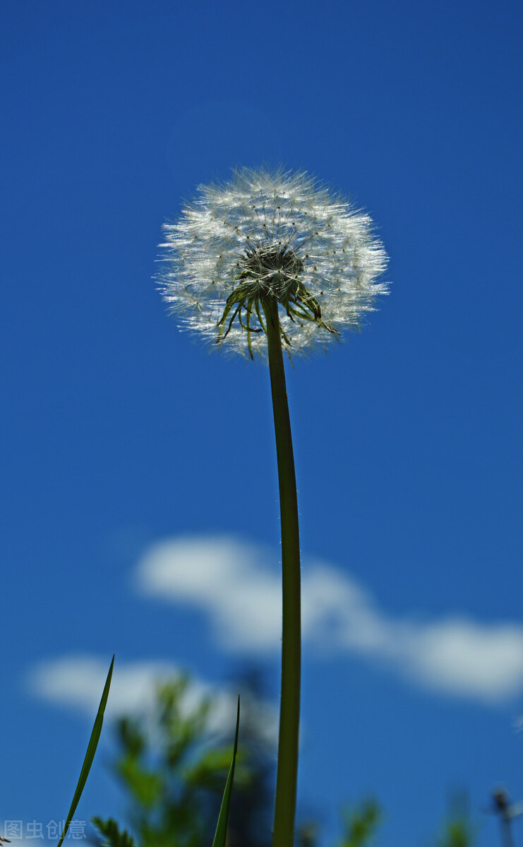 现代诗一首《蒲公英》