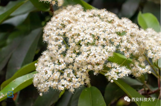 地铁双线直达，毗邻5A景区！陕西这所高颜值大学，“校花”云集