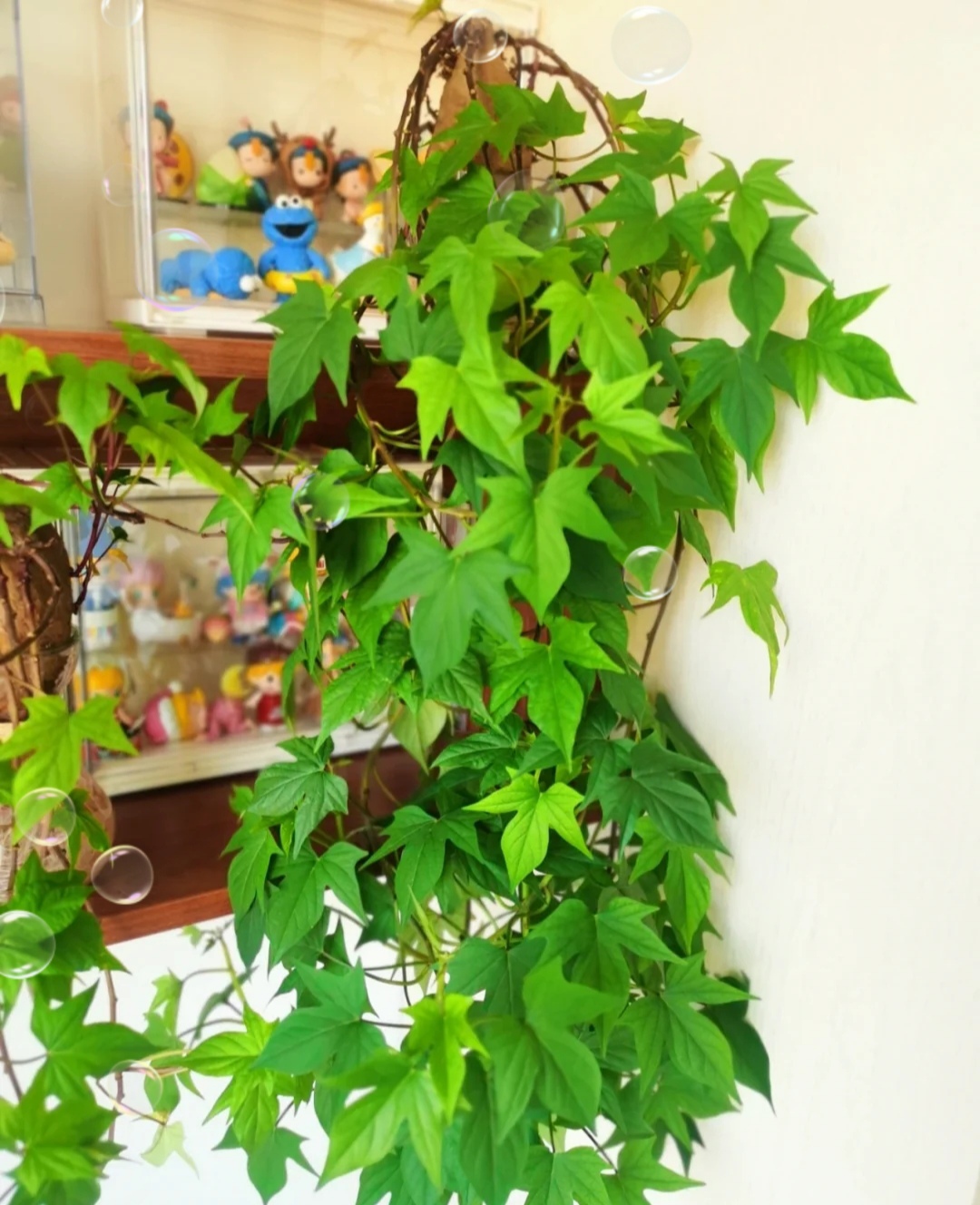 所有开红花的植物图片(100种花能养在阳台上) - 赤虎壹号