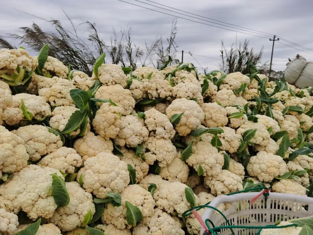 北京新发地：南方大雪助力，圆茄、散菜花、西葫芦、芹菜、扁豆等价格都涨了