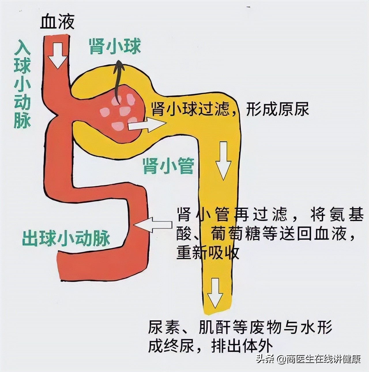 减少葡萄糖转运蛋白能够有效控制葡萄糖进入肾脏,防止肾脏重吸收葡萄