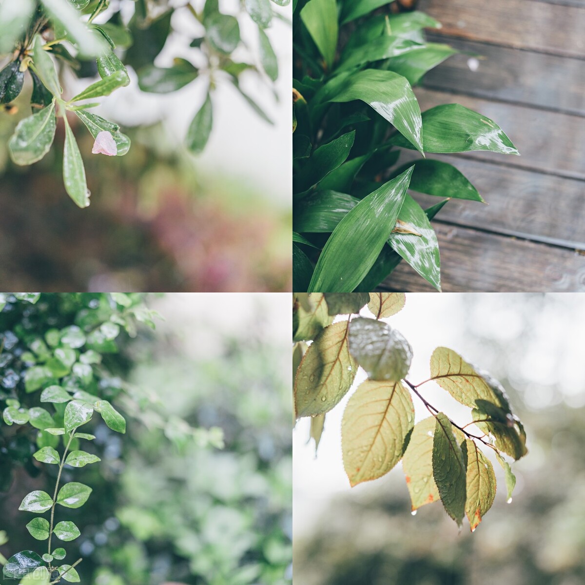 雨水：一场春雨，十里春风，愿你一路繁花向前，浅笑安然