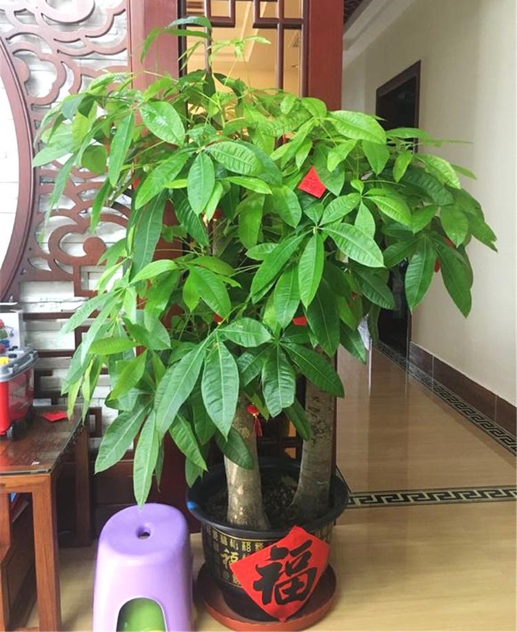 7种“大型花”，又美又高贵，客厅一放，吸光废气，人旺家旺