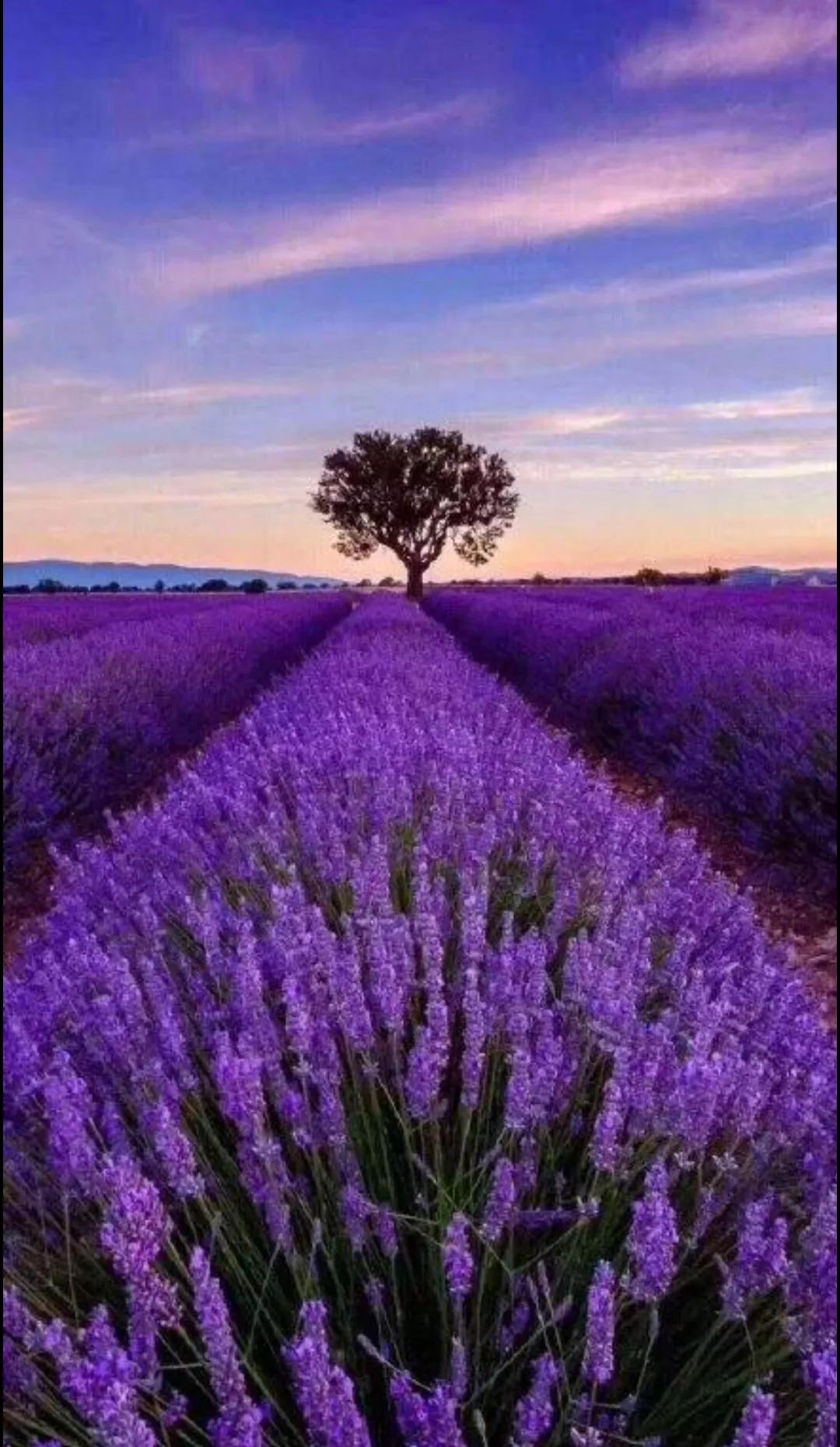 薰衣草的花语是什么 薰衣草的寓意和花语-百科叔叔