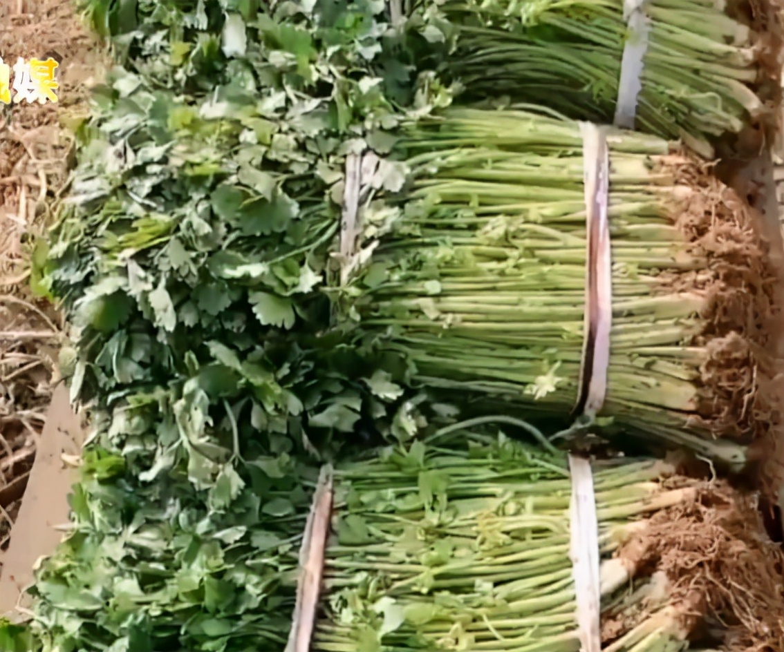 大爷土方法存储香菜，一捆捆竟绿得发光，网友不解：真这么好使？