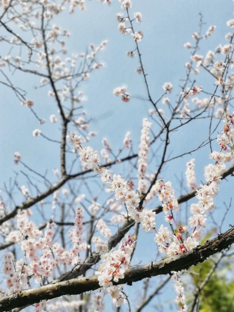 成都哪里好玩（实用！成都15个最值得去的公园全在这里！）