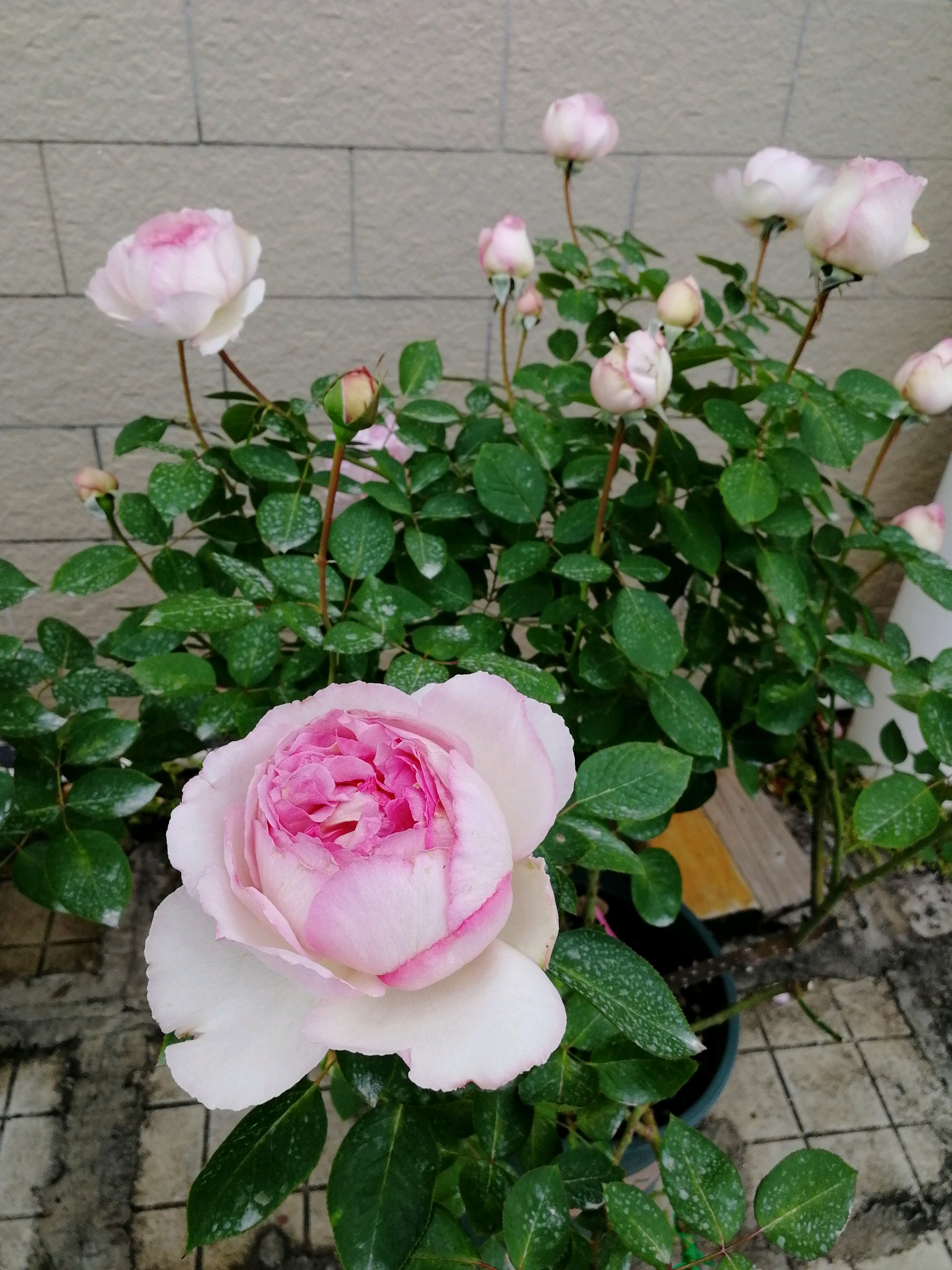 月季花的栽培(月季花的栽培技术,最佳种植时间?