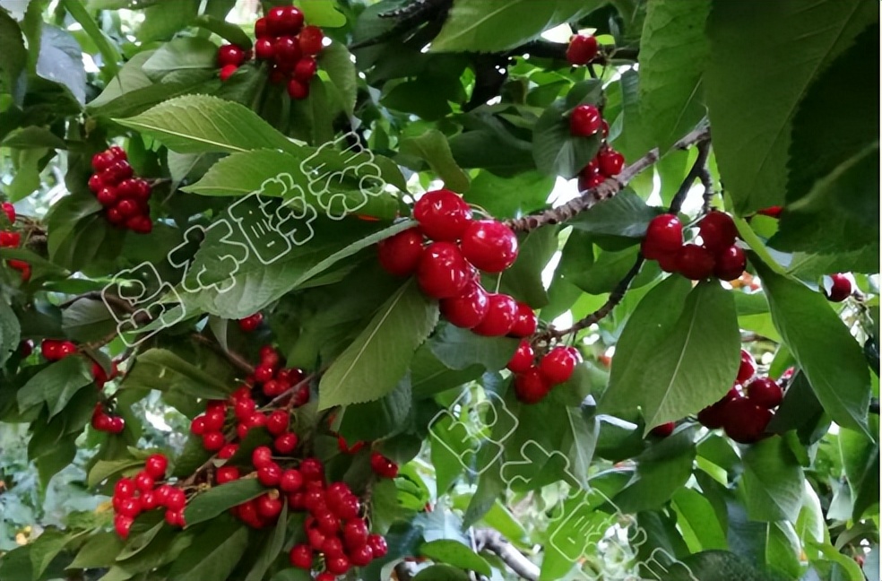 酵素农业技术：不同作物缺钙症状及酵素菌肥防治技巧