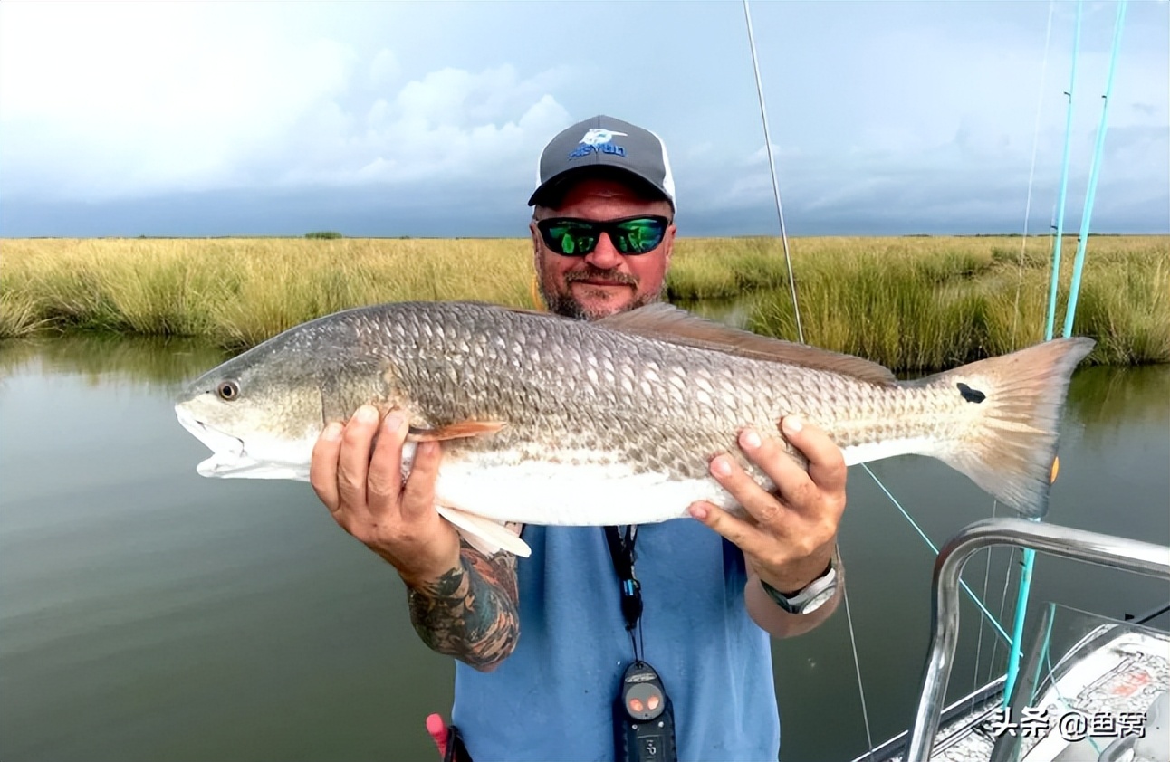 我国东海的美国红鱼泛滥成灾,为什么钓鱼人不爱钓它?