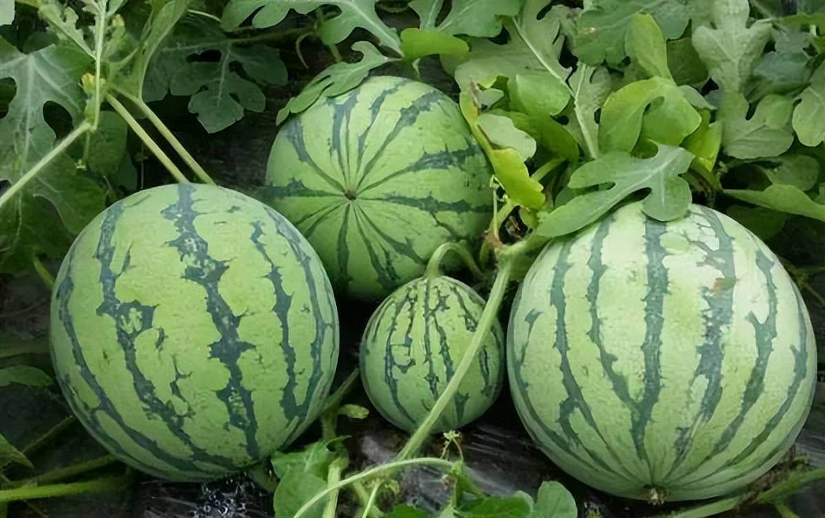 无西瓜不夏天!全国吃瓜地图,这些产地,品种你一定要知道