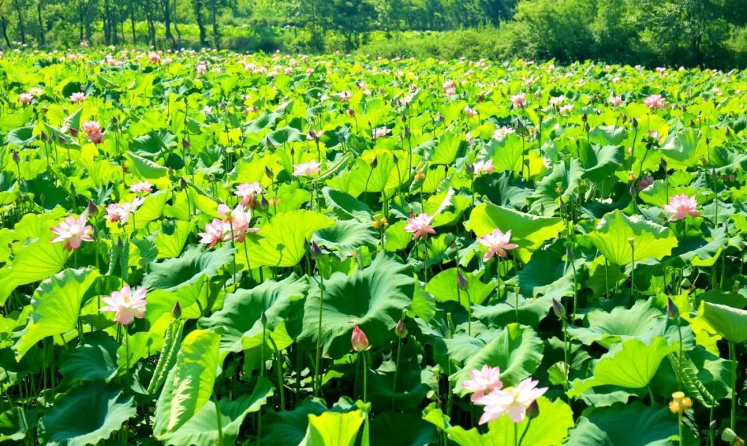 光山县：荷花悄然绽放 迎来最美夏季