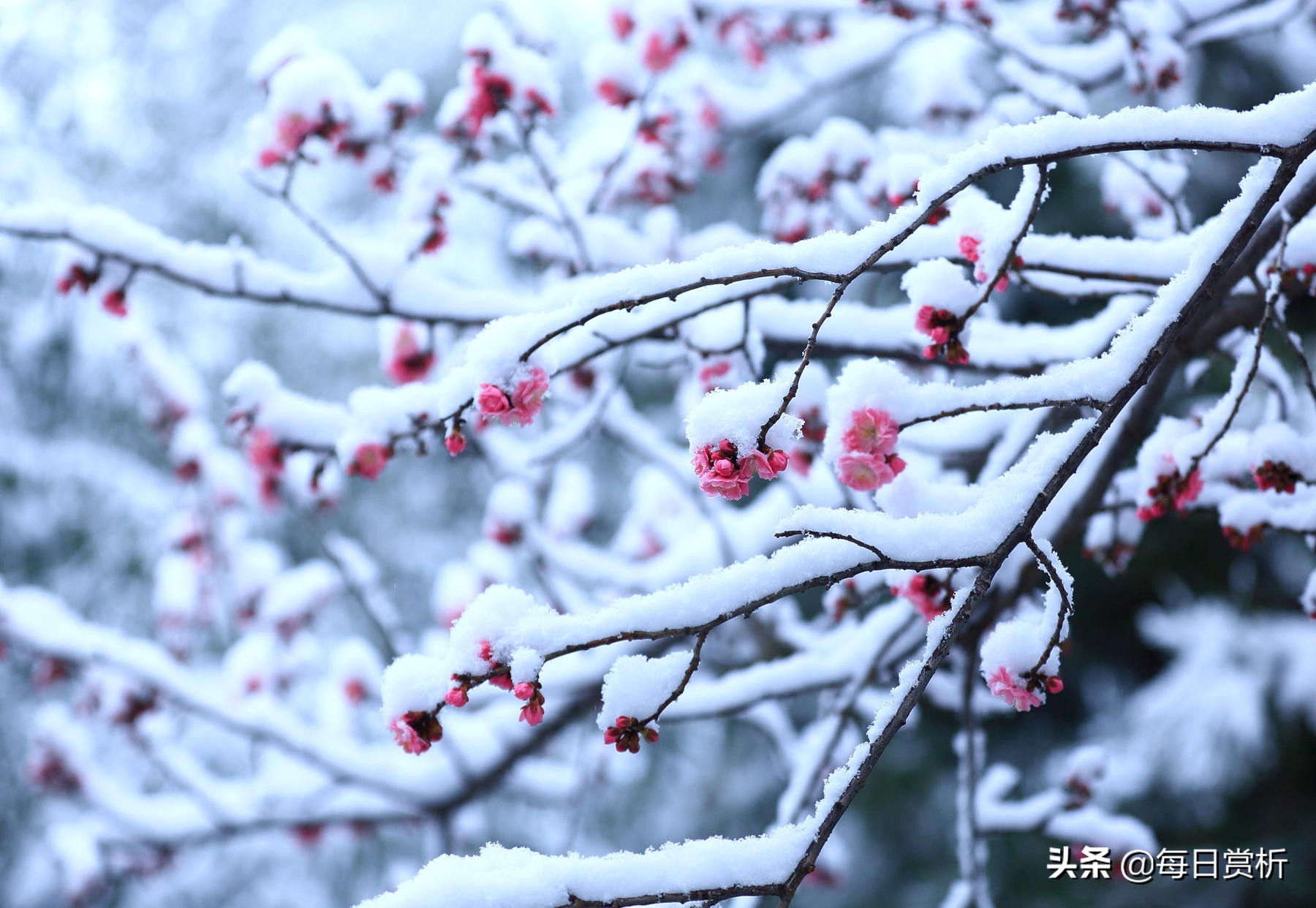 阳春三月雪，雪落枝头，佳片佳句