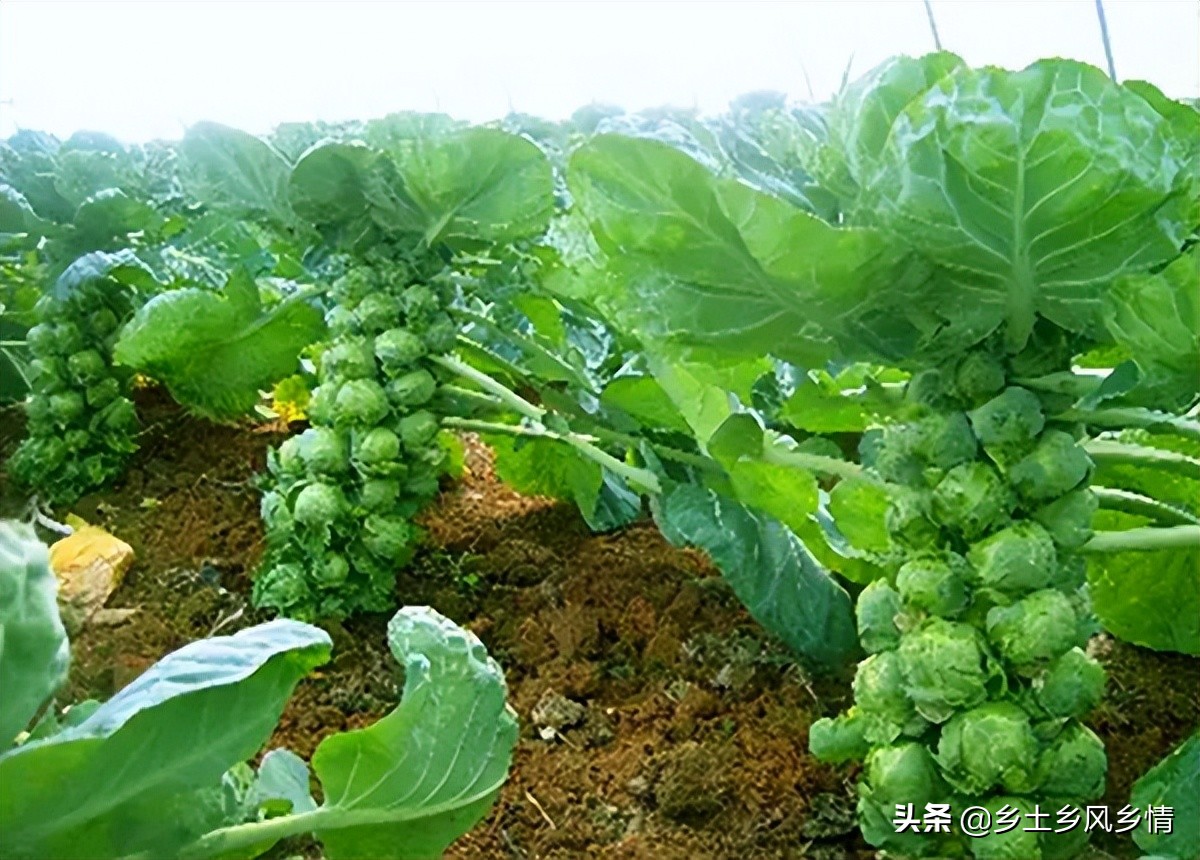 包菜种植技术和种植时间（包菜种植技术和种植时间视频）-第5张图片-华展网